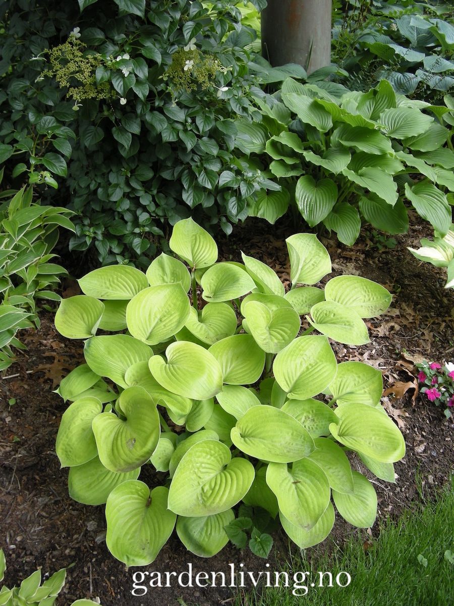 Bladlilje 'Glad Tidings' - Hosta