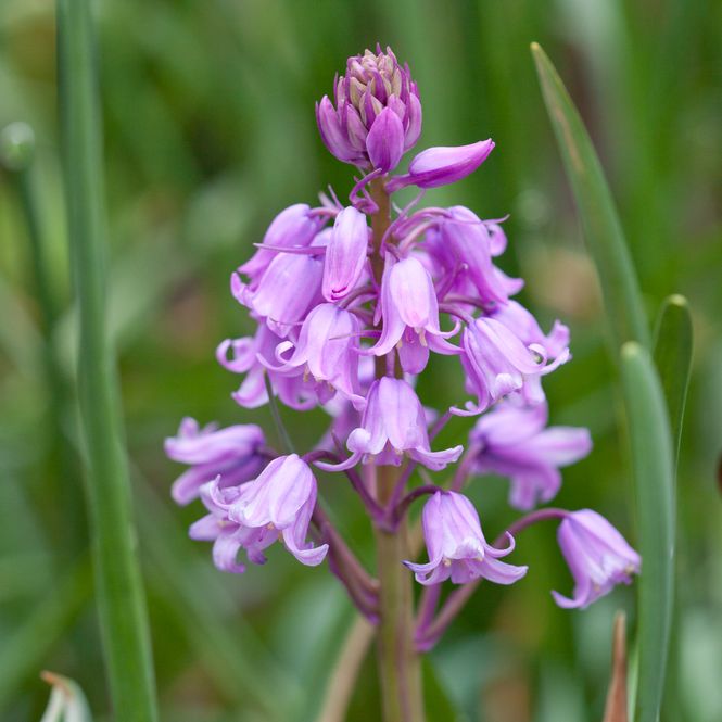 Hovedbilde Spaniablåstjerne 'Queen of the Pinks' - Hyasinthoides his. ...