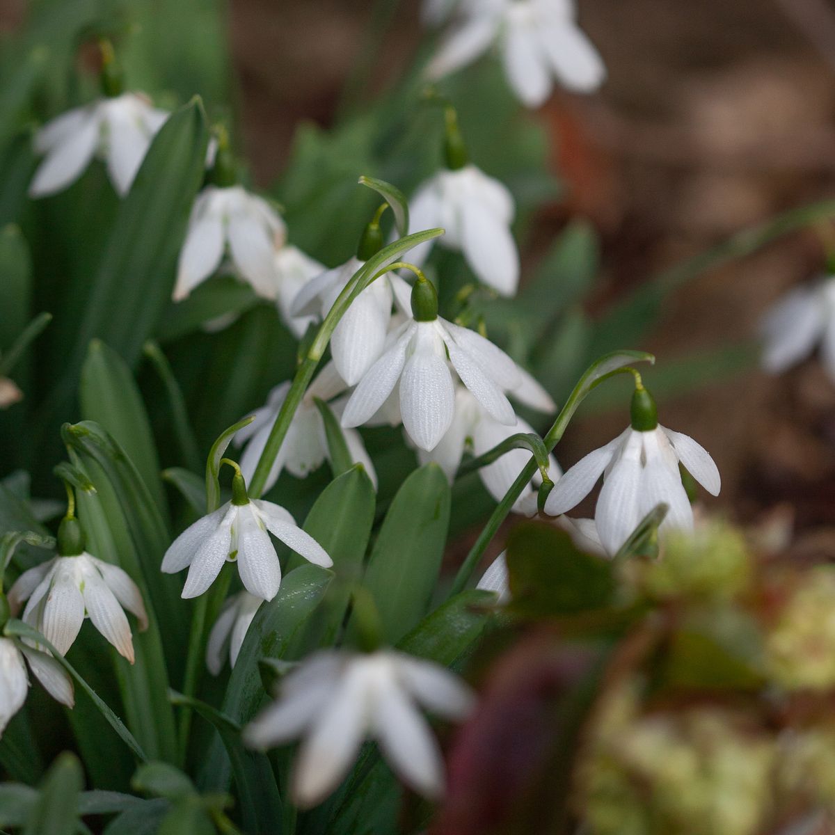 Snøklokke 'Godfrey Owen' - Galanthus - 1 stk