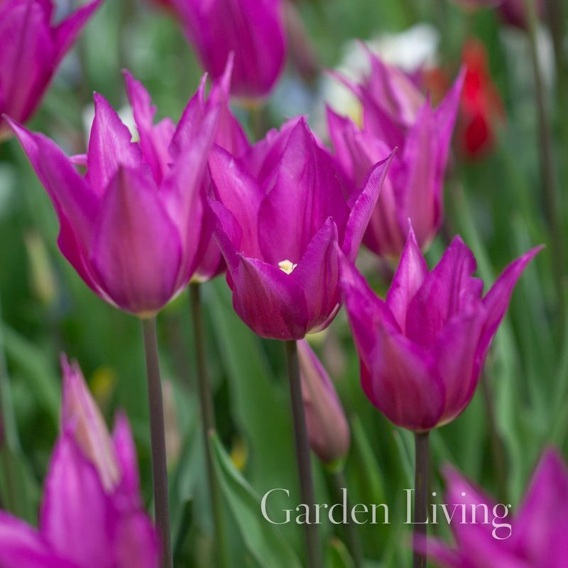 Tulipan 'Yume No Murasaki', liljeblomstrende - 10 stk