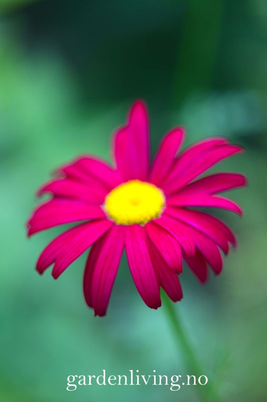 Rosekrage 'Robinson's red' - Tanacetum coccineum