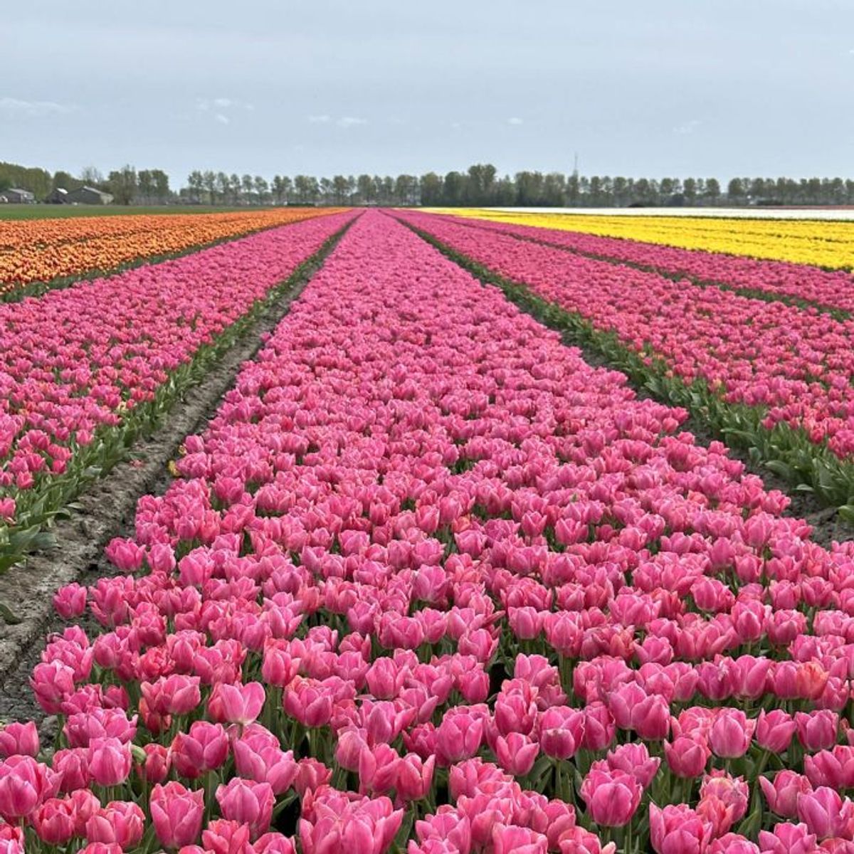 Tulipan 'Touchstone', sen dobbel - 10 stk