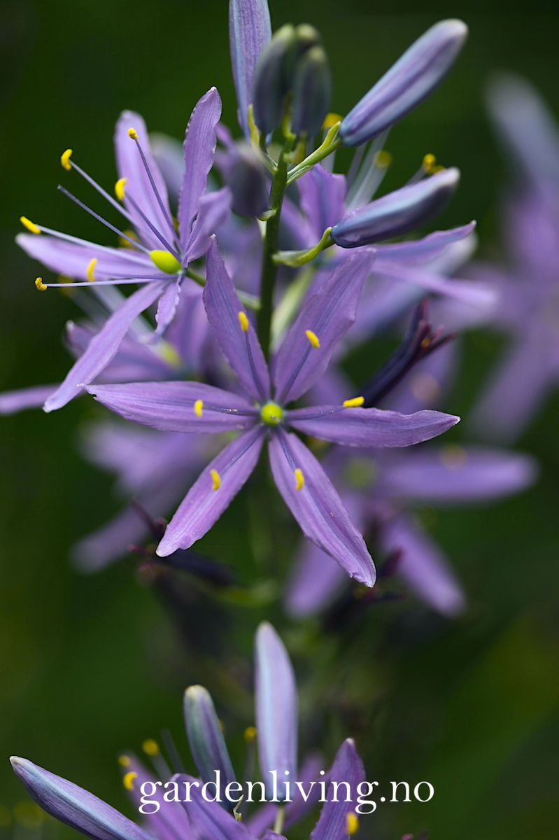 Bjørnestjerne 'Caerulea' - Camassia leichtlinii - 2 stk