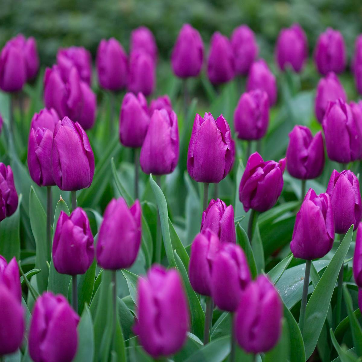 Tulipan 'Purple Prince', Sen enkel - 7 stk