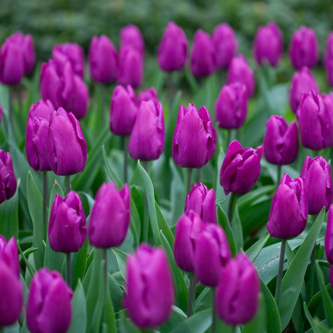 Hovedbilde Tulipan 'Purple Prince', Sen enkel - 7 stk