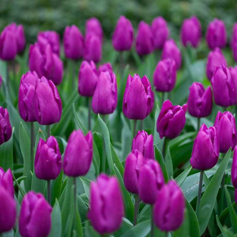 Tulipan 'Purple Prince', Sen enkel - 7 stk