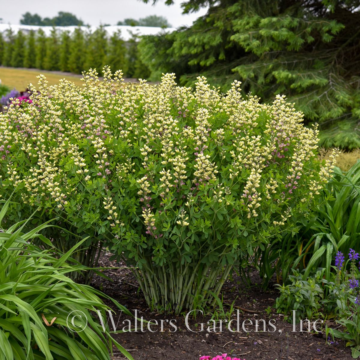 Fargeskolm Decadence® Deluxe 'Pink Lemonade' - Baptisia XL