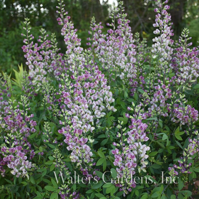 Fargeskolm 'Plum Rosy' ® - Baptisia