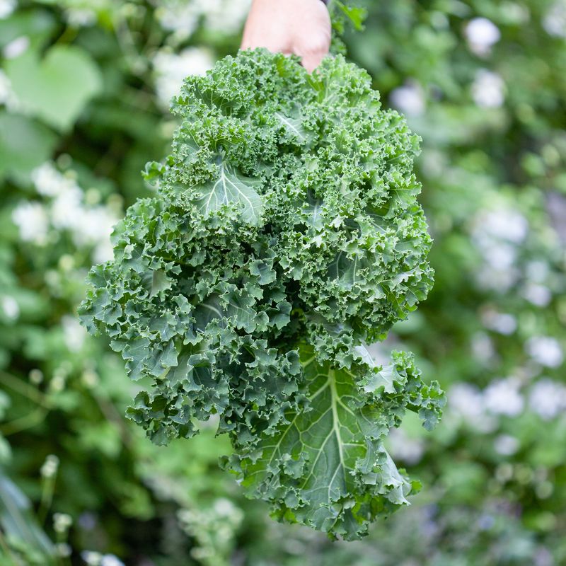Grønnkål 'Westland Winter' - Brassica oleracea - Organic