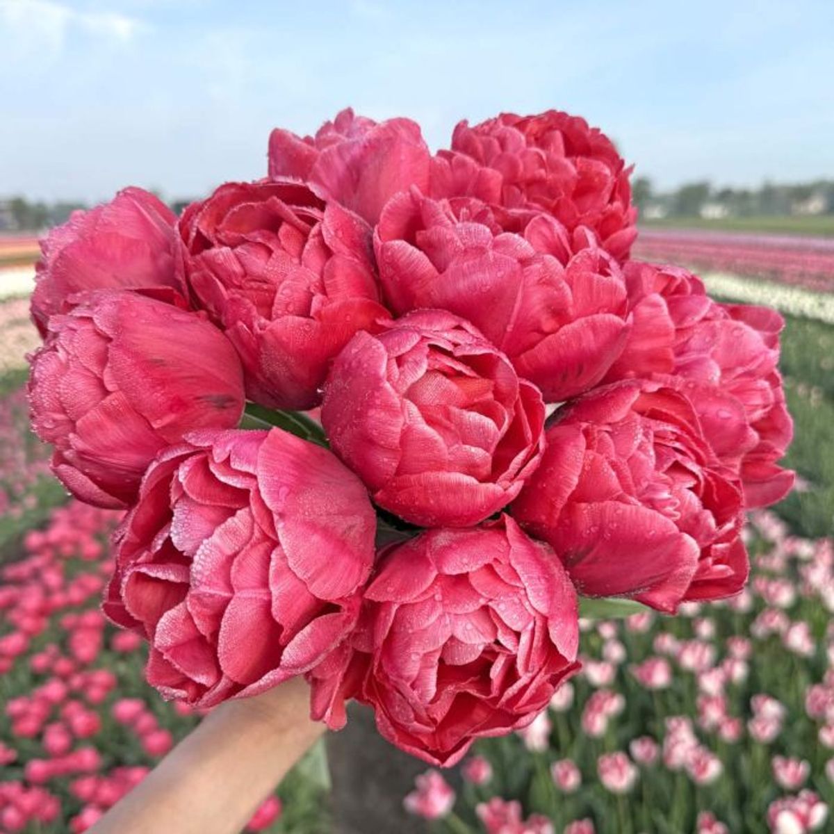 Tulipan 'Adore', sen dobbel - 10 stk