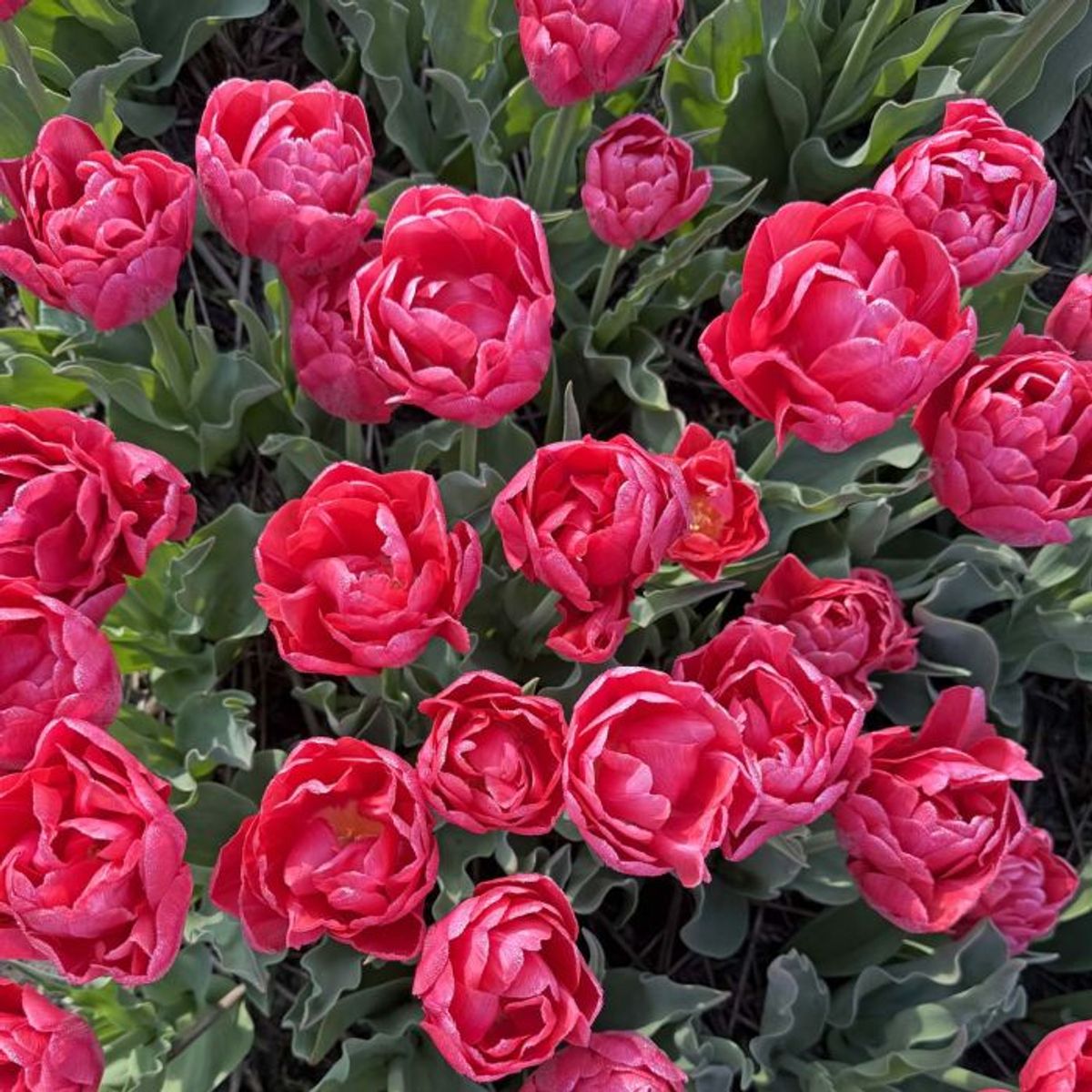 Tulipan 'Adore', sen dobbel - 10 stk
