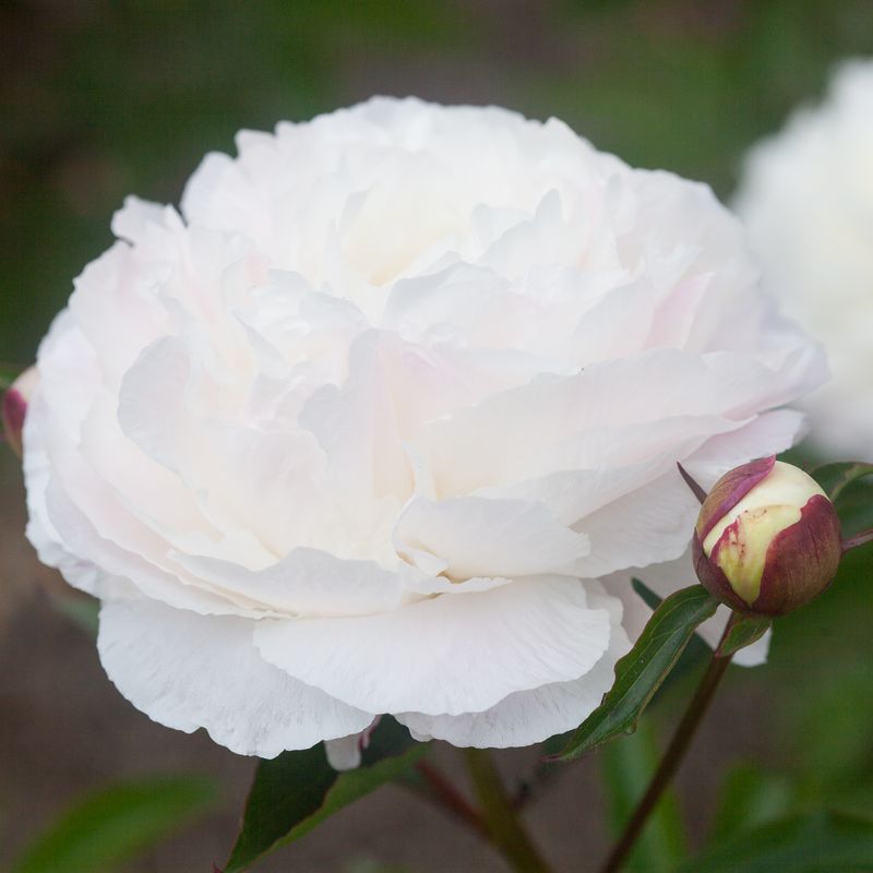 Silkepion 'Shirley Temple' - Paeonia lactiflora