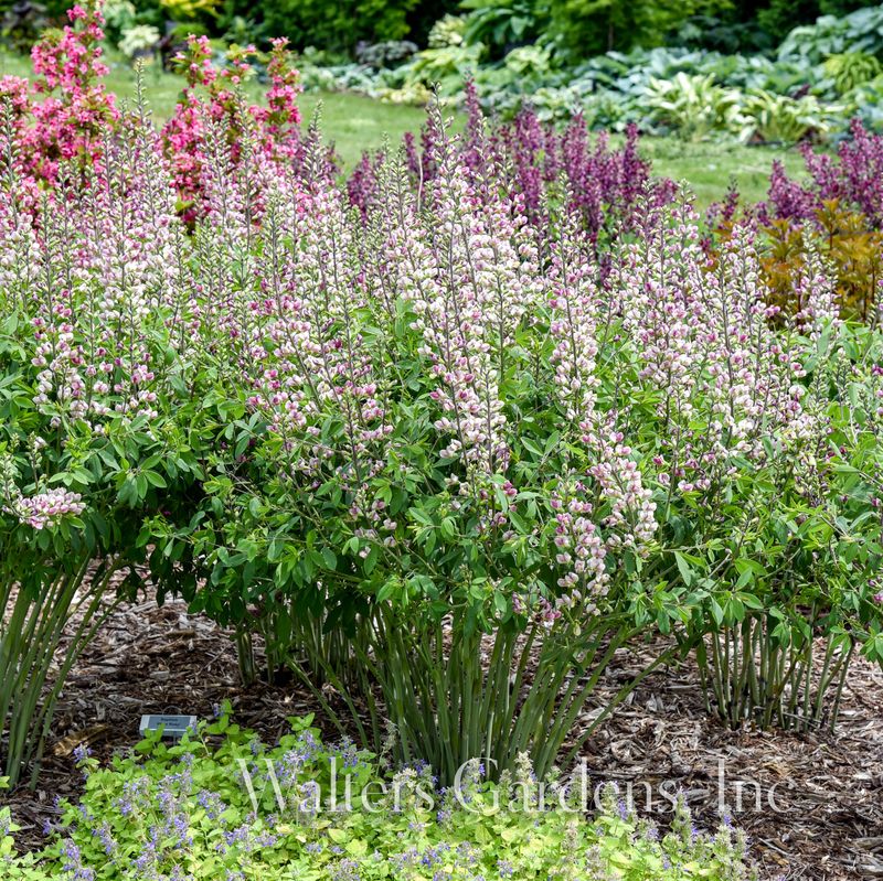 Fargeskolm 'Grape Escape' ® - Baptisia