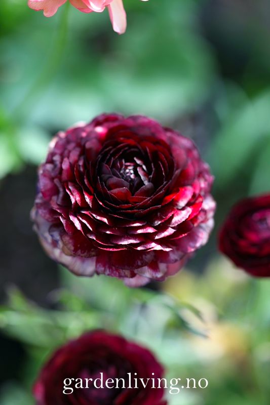 Ranunkler 'Amandine Chocolate' - Ranunculus, 10 stk.