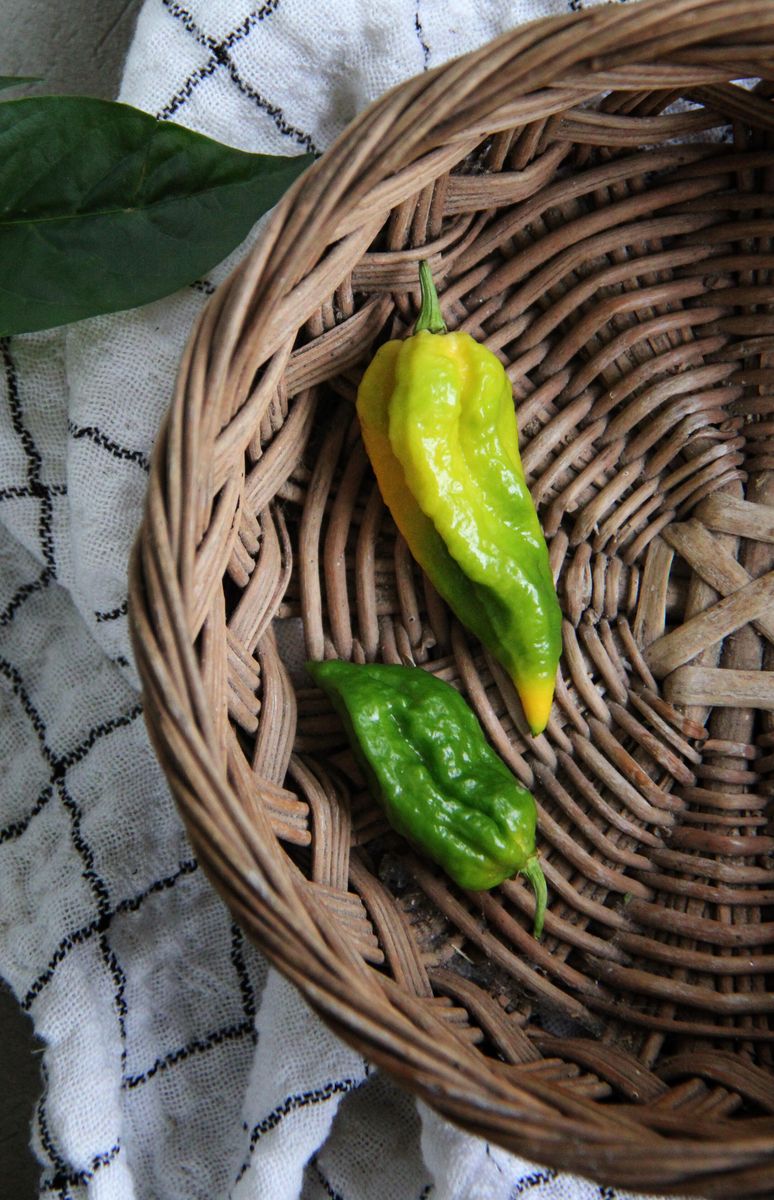 Chilipepper 'Draco Yellow' - Capsicum chinense x capricum