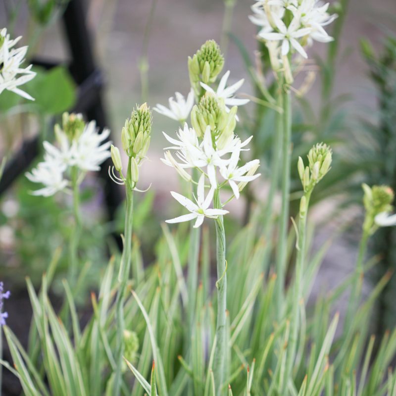 Bjørnestjerne 'Sacajawea’ - Camassia leich - 1 stk