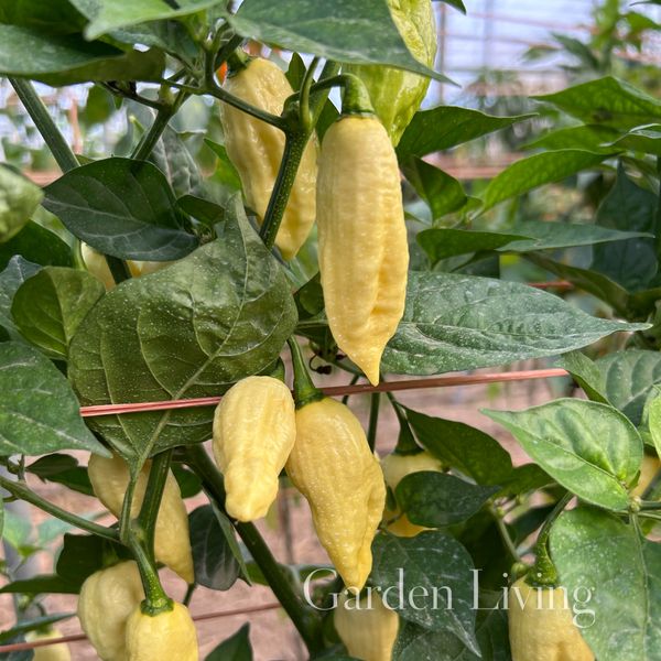 Hovedbilde Chilipepper 'Naga White' - Capsicum chinense