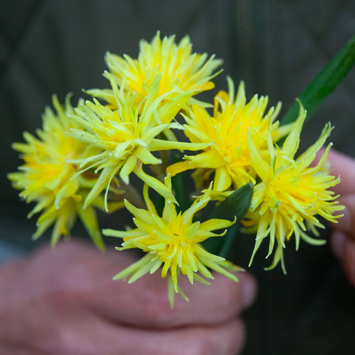 Påskelilje 'Rip Van Winkle’ - 5 stk