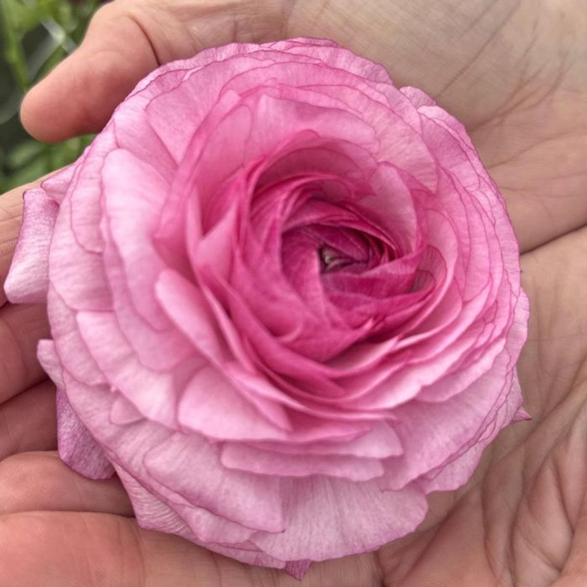 Ranunkel 'Elegance® Mika' - Ranunculus, 7 stk.