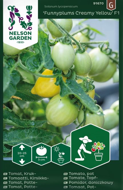 Hovedbilde Drivhustomat 'Funnyplum Creamy Yellow' - Lycopersicon ...
