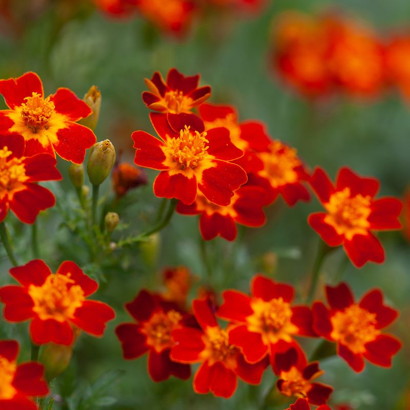 Fløyelsblomst 'Burning Embers' - Tagetes patula