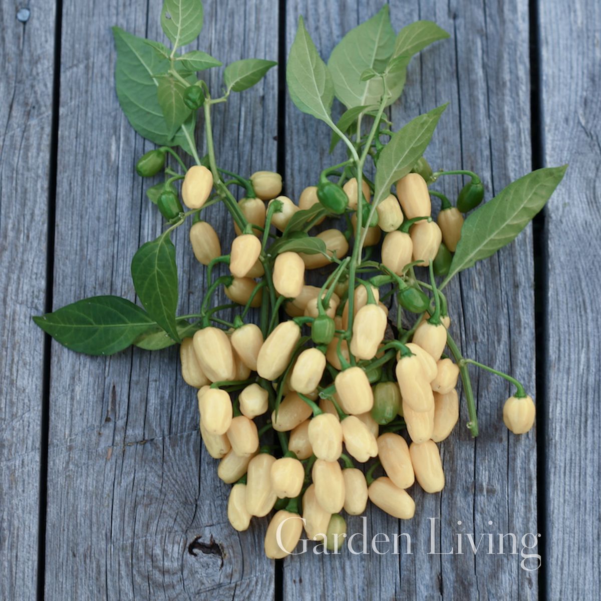 Chilipepper 'Habanero White' - Capsicum chinensis