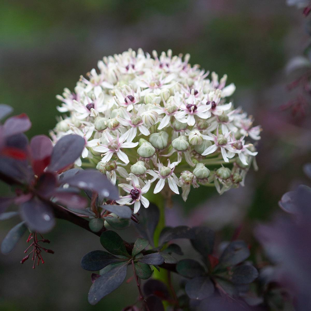 Prydløk 'Silver Spring' - 1 stk
