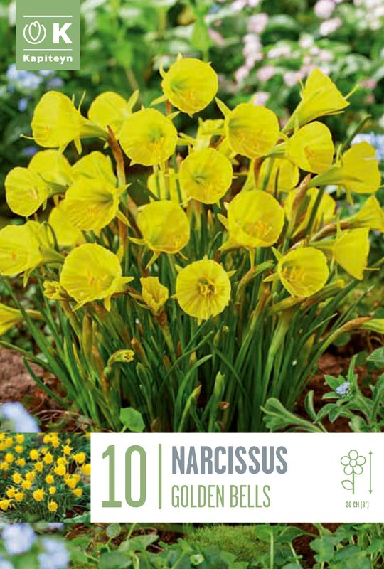 Dvergnarsiss 'Golden bells' - Narcissus bulbocodium - 10 stk