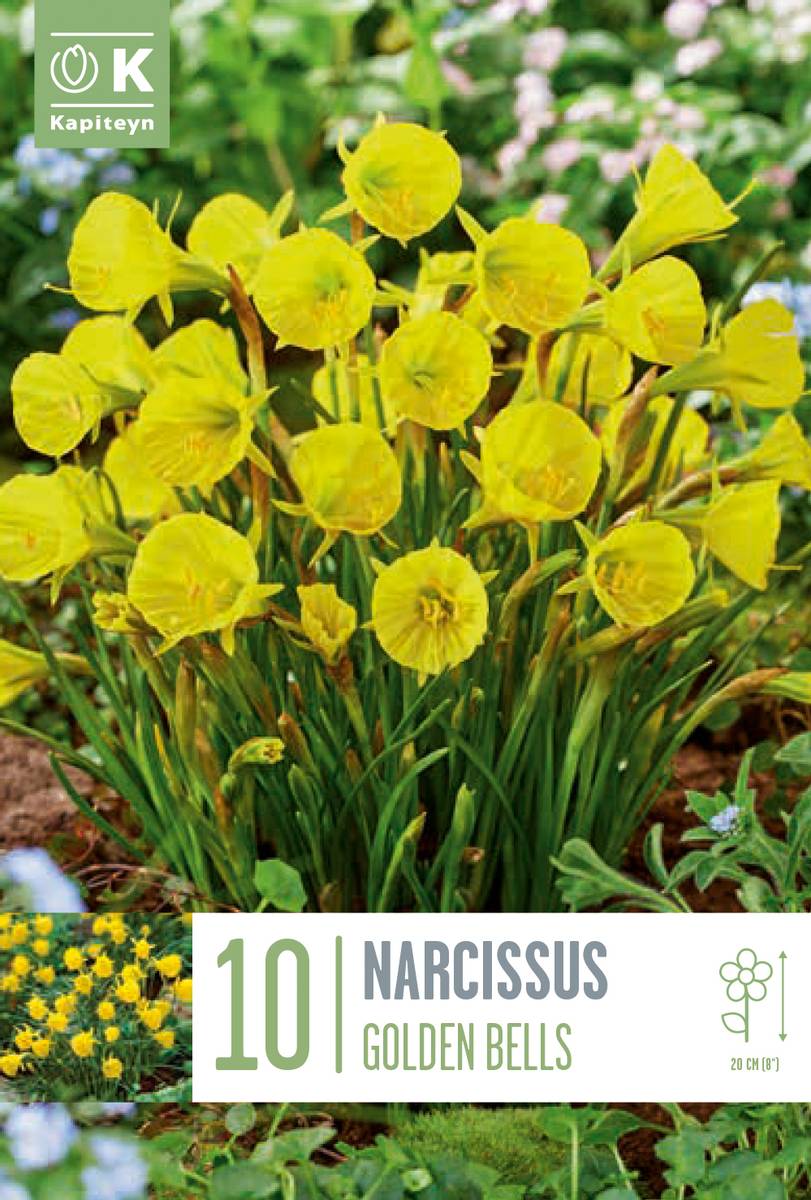 Dvergnarsiss 'Golden bells' - Narcissus bulbocodium - 10 stk
