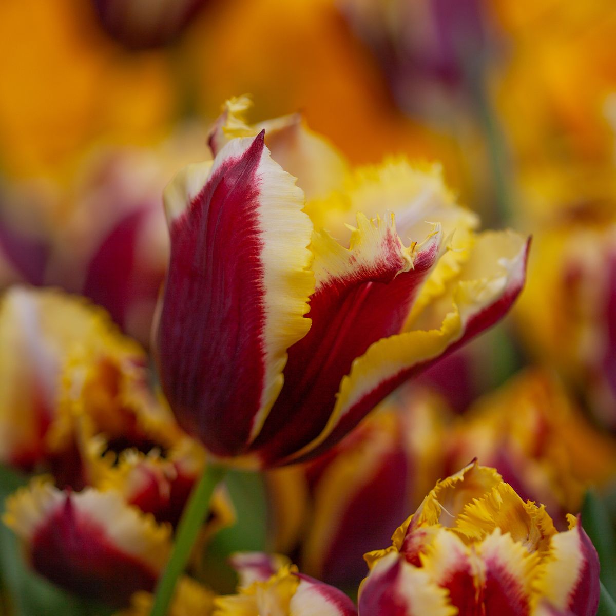 Tulipan 'Gavota Special', frynsetulipan - 10 stk
