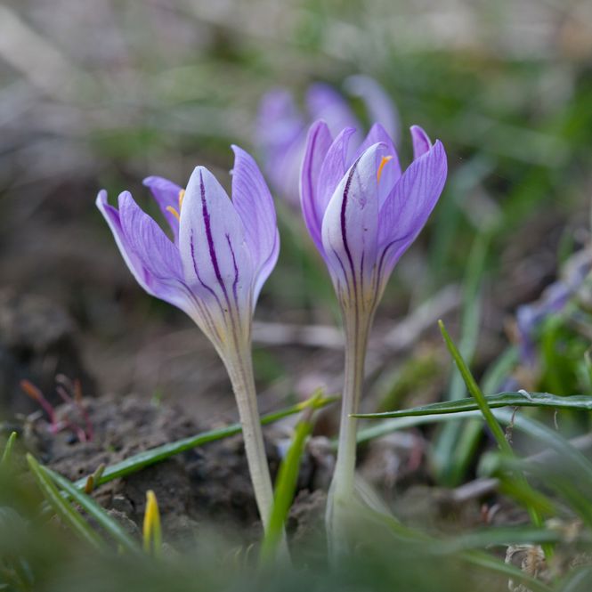Hovedbilde Krokus 'De Jaeger' - Crocus imperati - 1 stk