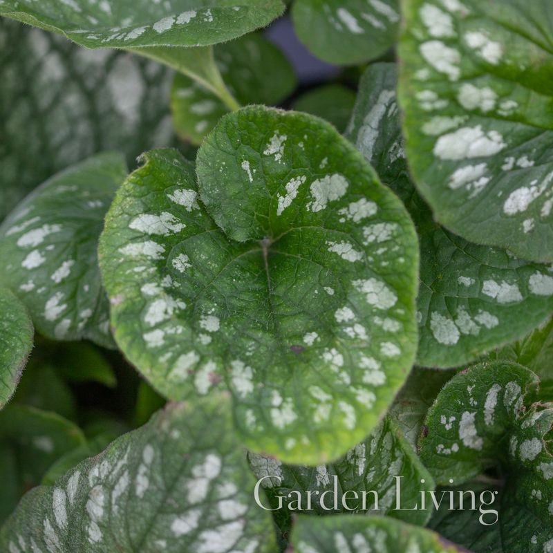 Forglemmegeisøster ’Emerald Mist’ - Brunnera macrophylla