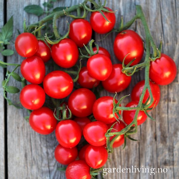 Hovedbilde Drivhustomat 'Ingrid', cherry - Solanum lycopersicum 