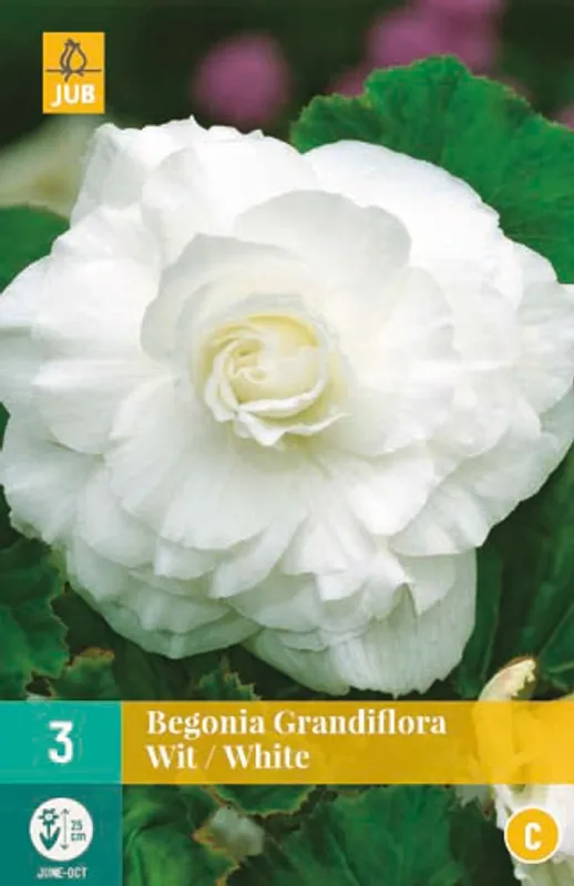 Begonia 'Double White', 3 stk.
