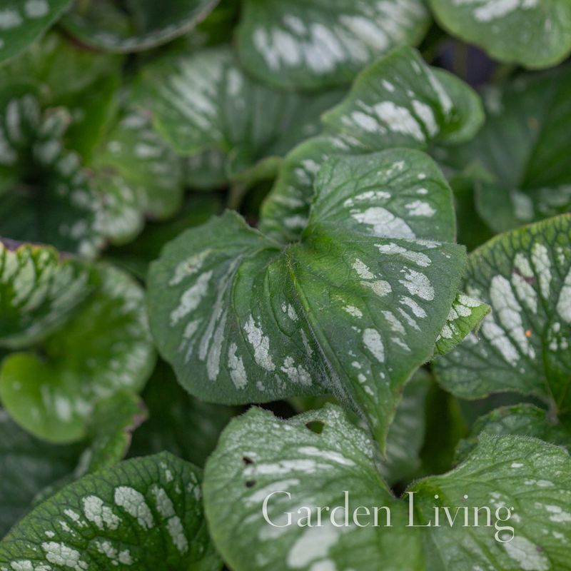 Forglemmegeisøster ’Emerald Mist’ - Brunnera macrophylla