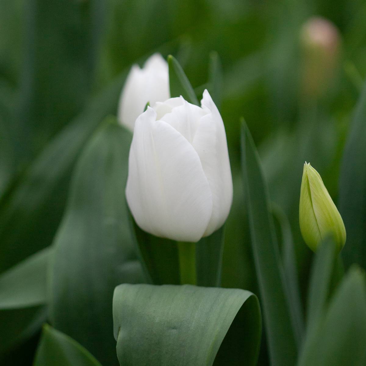 Tulipan 'Royal Virgin’, triumphtulipan - 10 stk