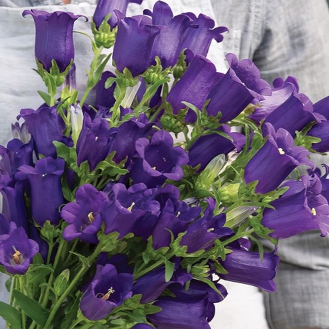 Hovedbilde Mariaklokke 'Champion II Dep Blue' F1 - Campanula medium ...