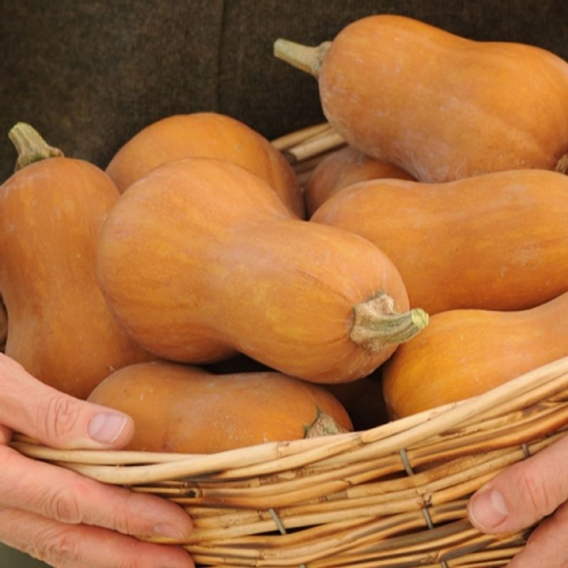 Flaskegresskar 'Honeynut' - Cucurbita