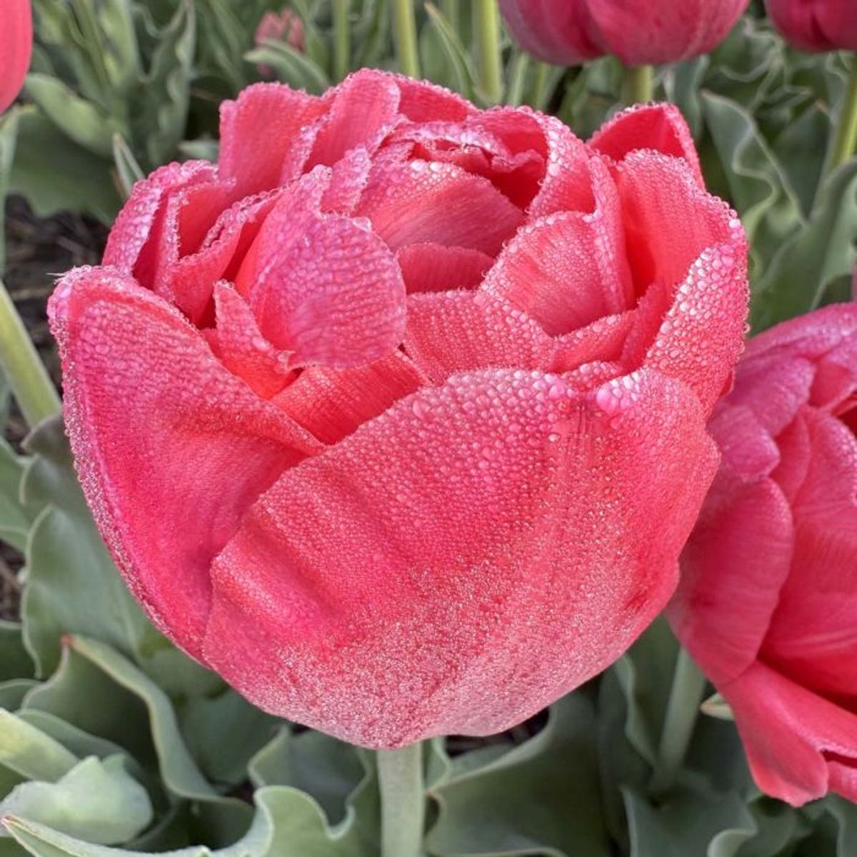 Tulipan 'Adore', sen dobbel - 10 stk