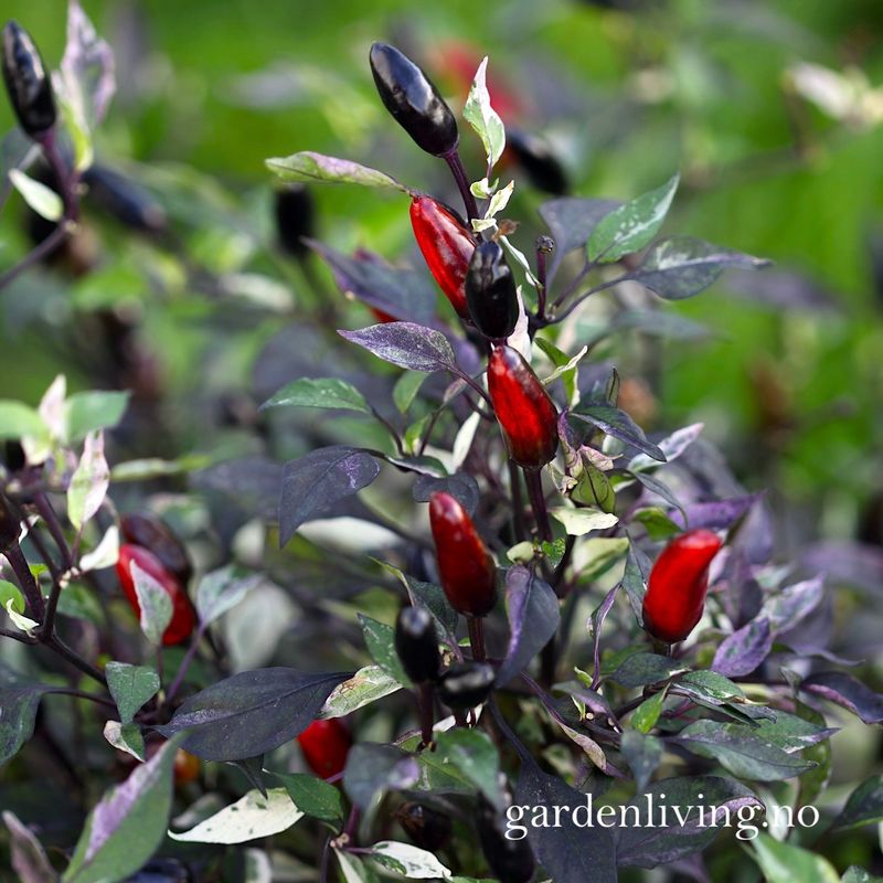 Chilipepper 'Calico' - Capsicum annuum