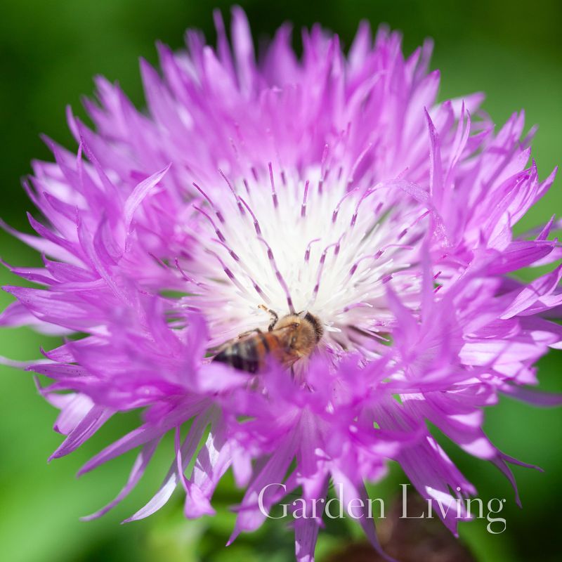 Knoppurt 'John Coutts' - Centaurea hypoleuca