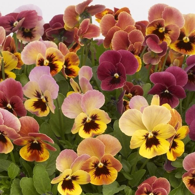 Hovedbilde Stemorsblomst 'Pandora's Box' - Viola x wittrockiana
