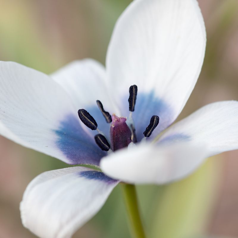 Yndetulipan ’Alba Coerulea Oculata’ - Tulipa - 3 stk