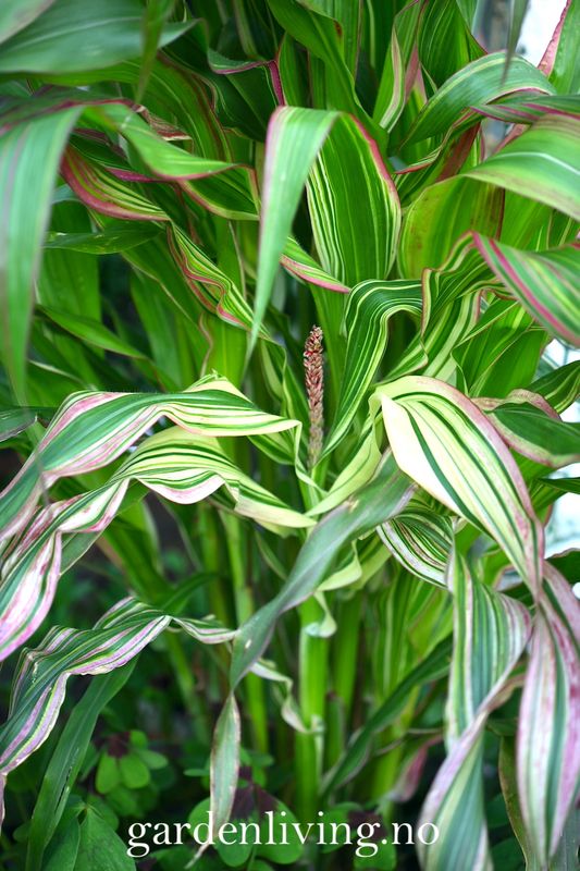 Prydmais 'Japonica Variegata' - Zea mays var. japonica