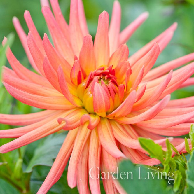 Hovedbilde Georgine 'Park Record', lav - Dahlia x cultorum, 1 stk.