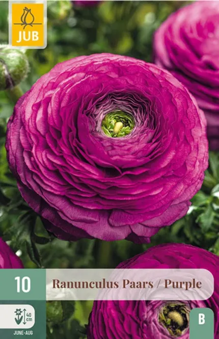 Hovedbilde Ranunkler 'Purple' - Ranunculus, 10 stk.
