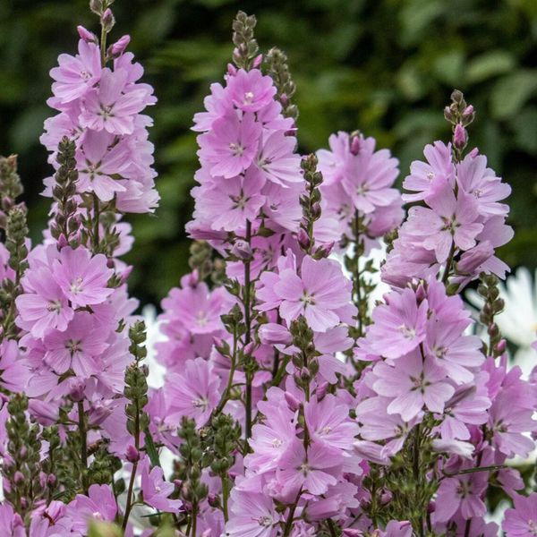Hovedbilde Hagetvikattost 'Elsie Heugh' - Sidalcea