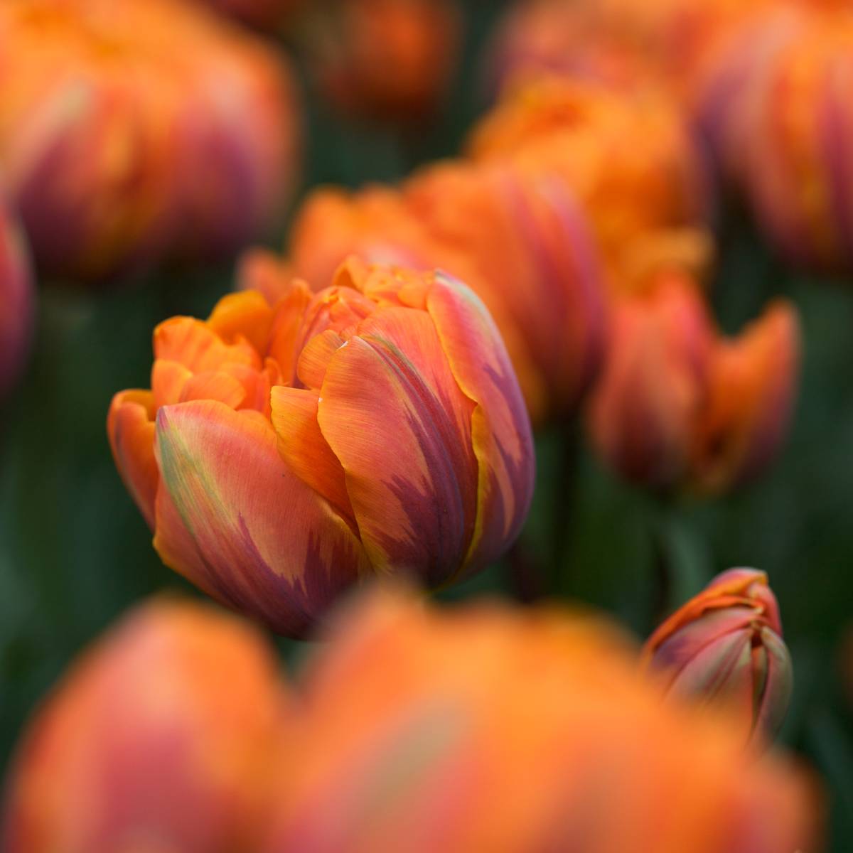 Tulipan 'Orange Princess’, sen dobbel - 7 stk 