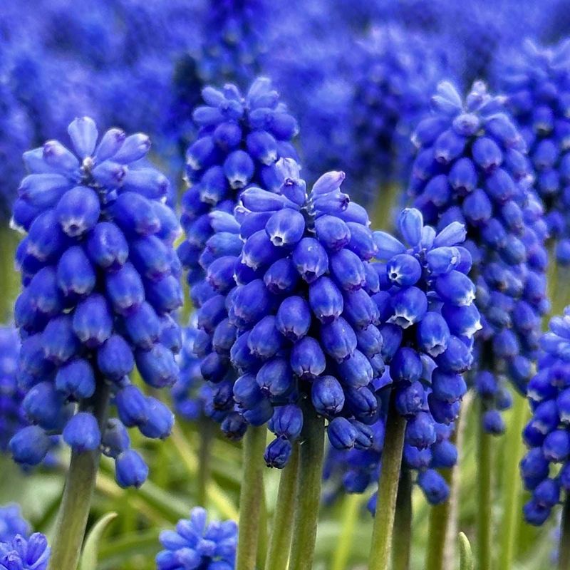Perleblomst 'Blue Magic' - 10 stk