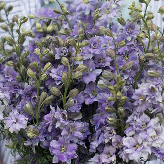 Hovedbilde Hyasintridderspore 'Little Boy Blue' - Consolida ajacis